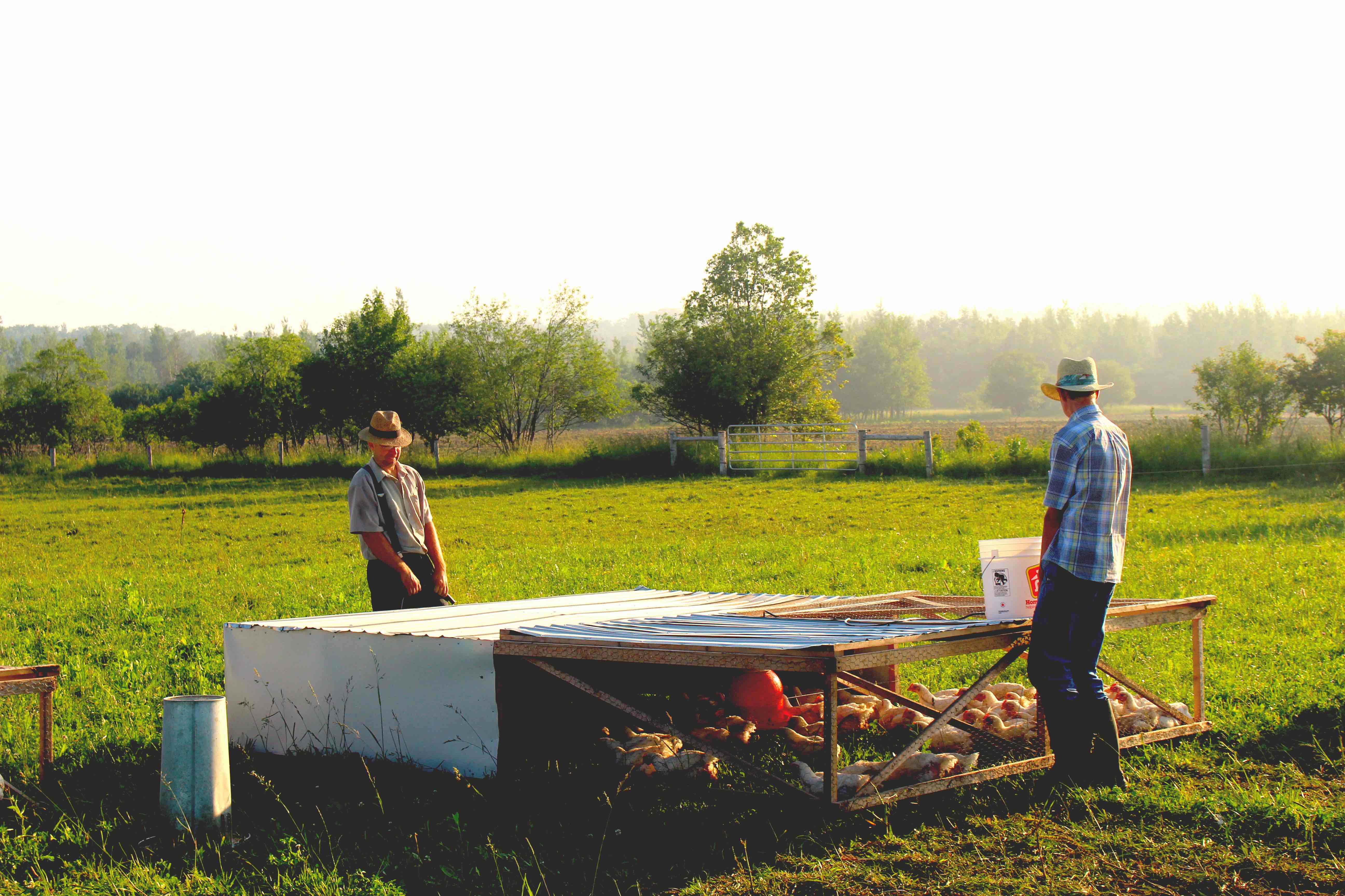 A chicken shelter on the pasture raised farm.