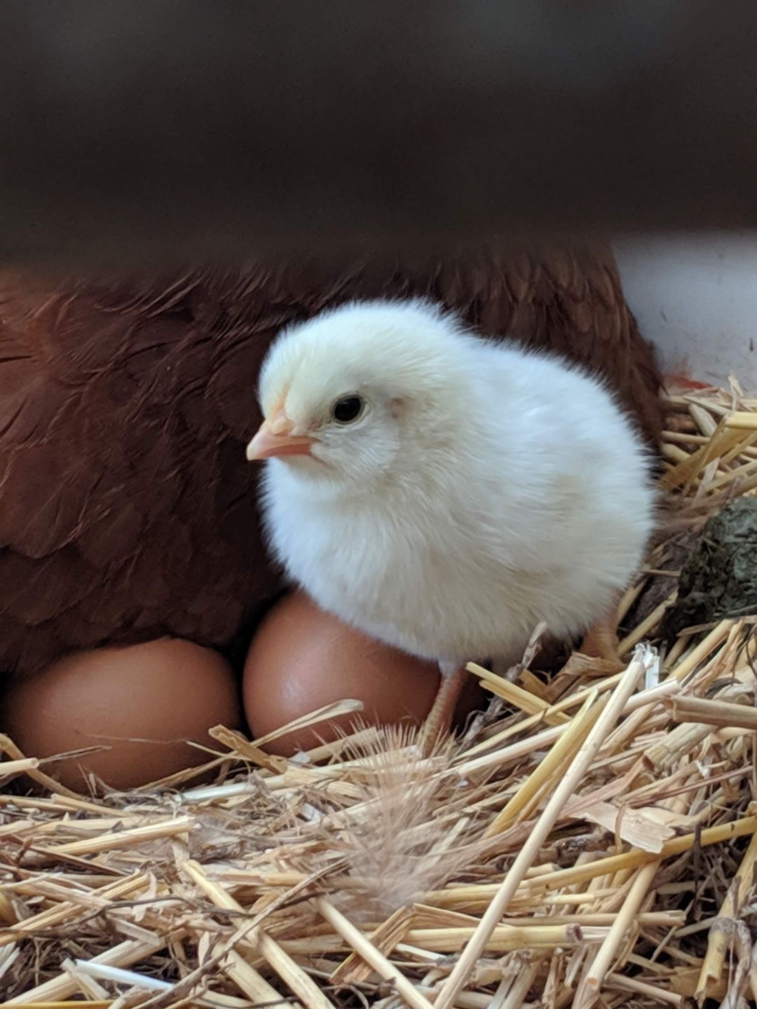Baby chick in a bird's nest.