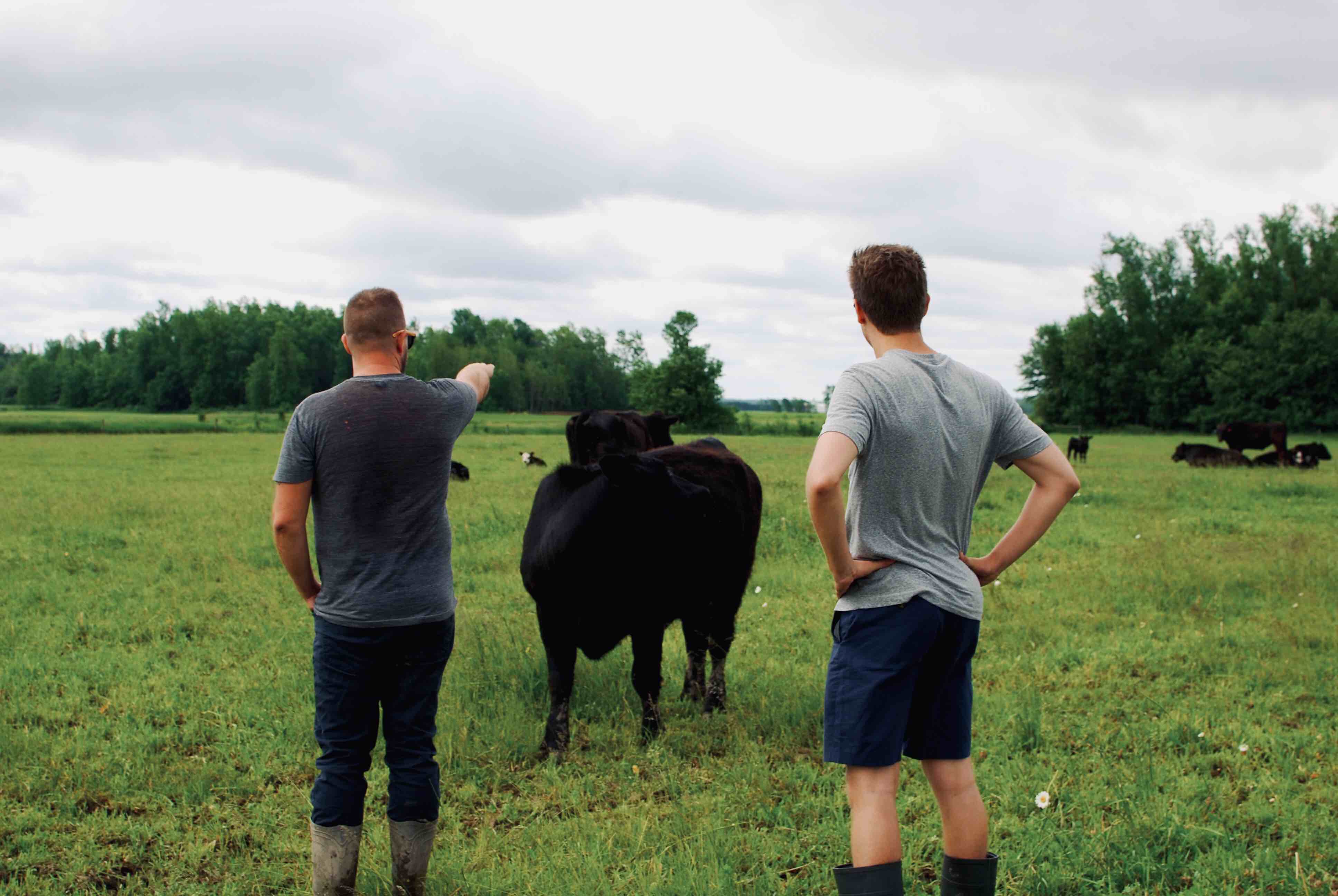 Two male farmers in the pasture with a few black cows, one has his hands on his hips, the other is pointing into the pasture.