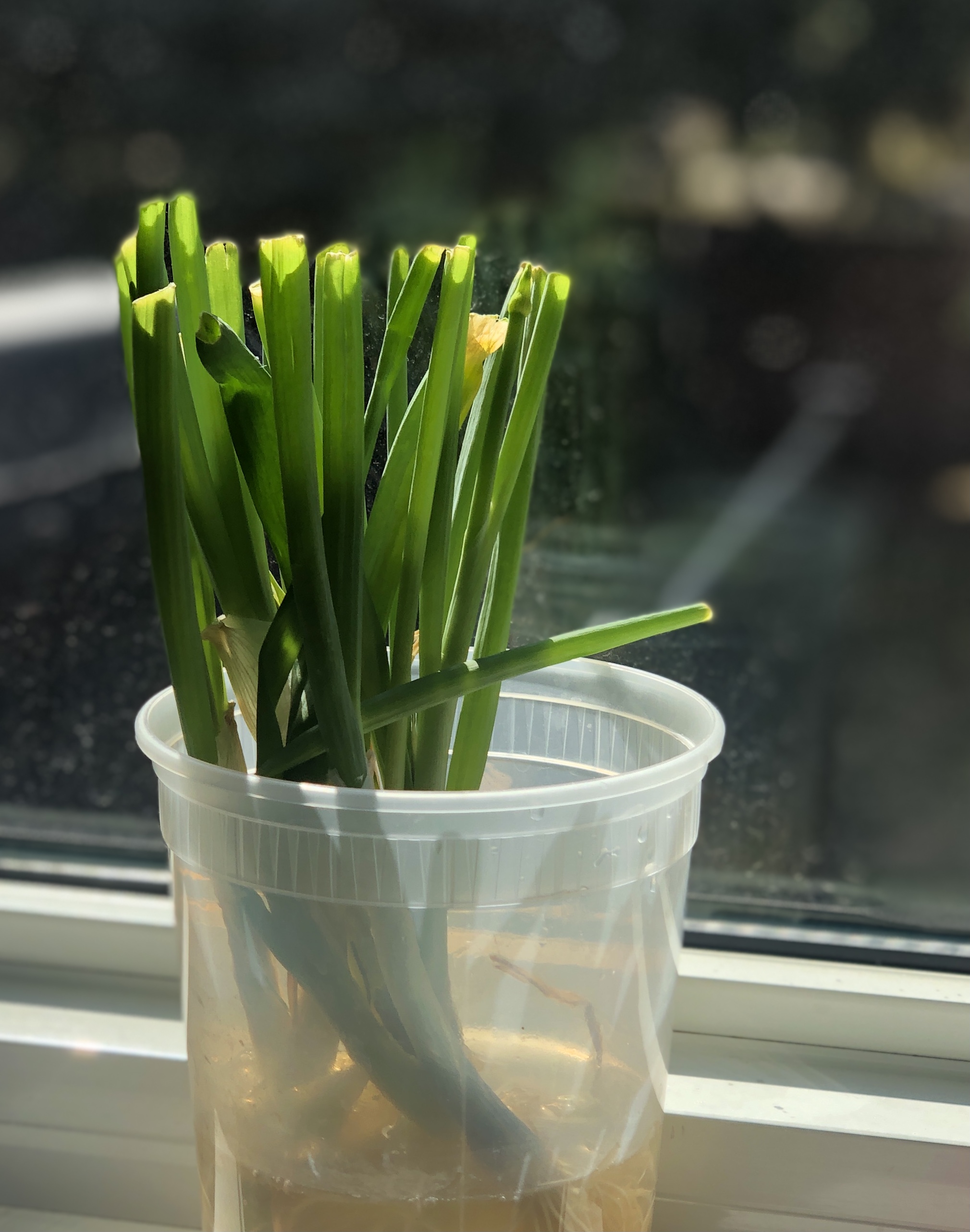 Green onions growing in a plastic container on the window sill.