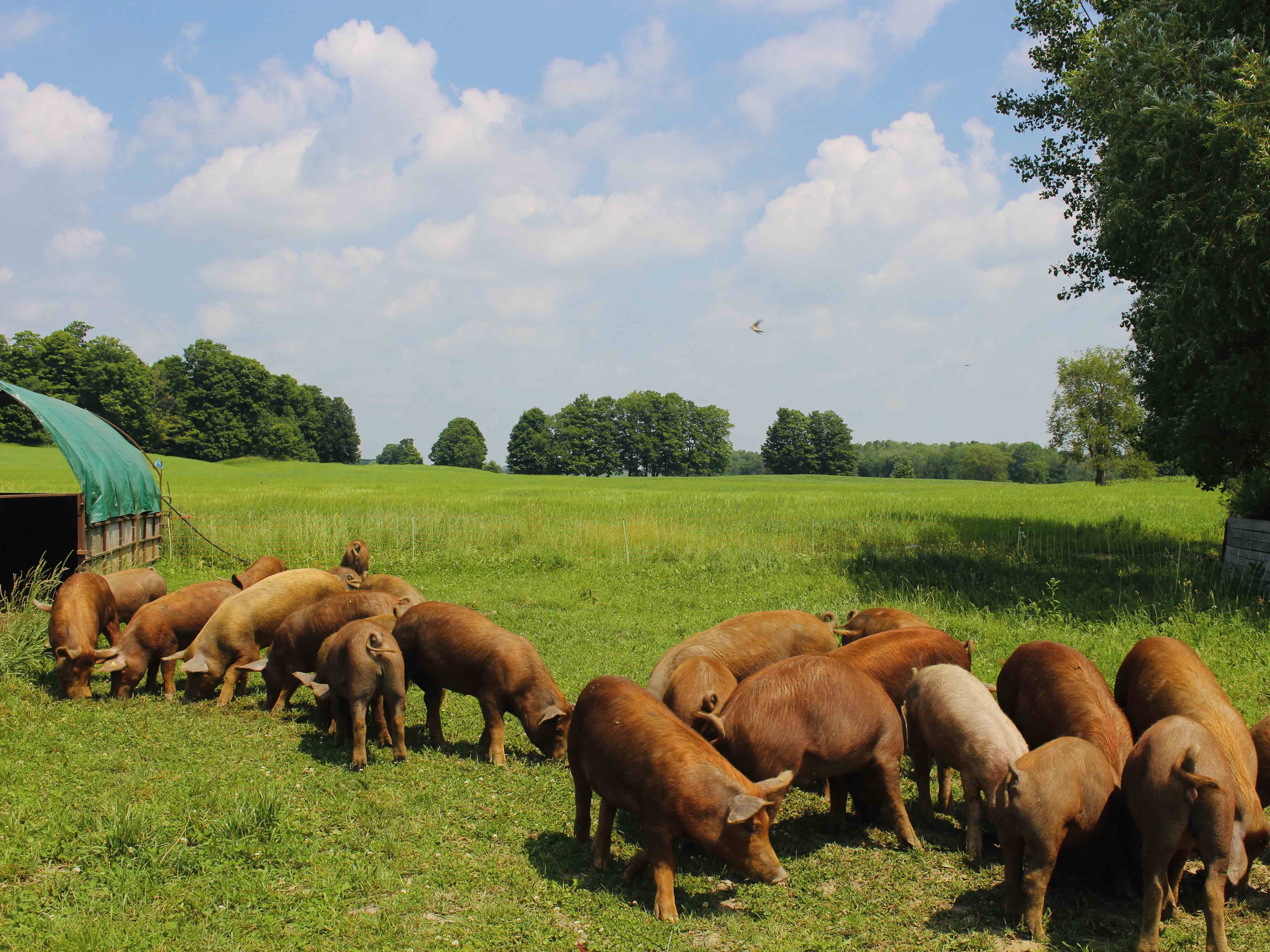 A group of pigs grazing in a very green pasture.