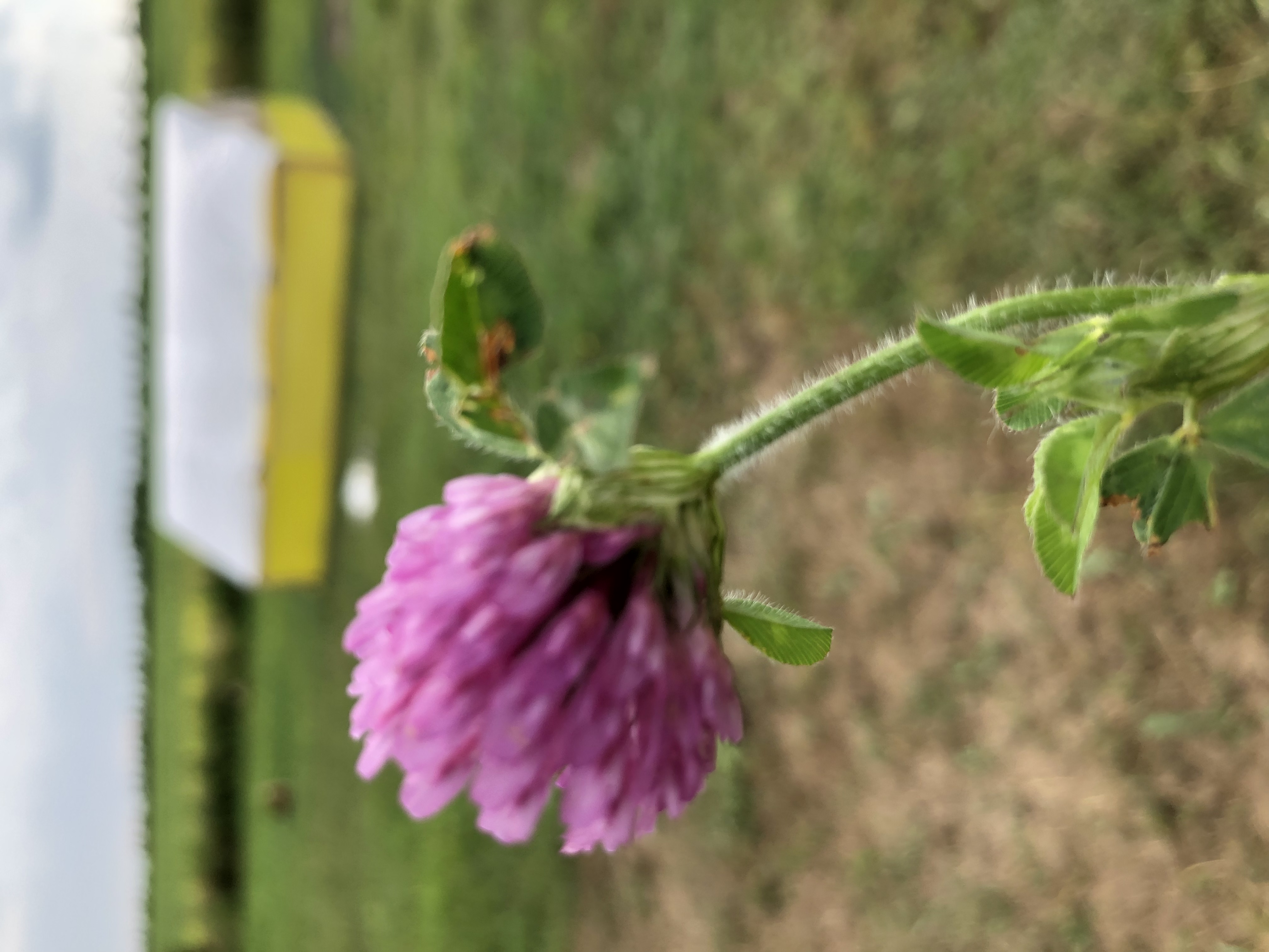 A purple flower alone in a pasture. A yellow chicken shelter can be seen in the background.