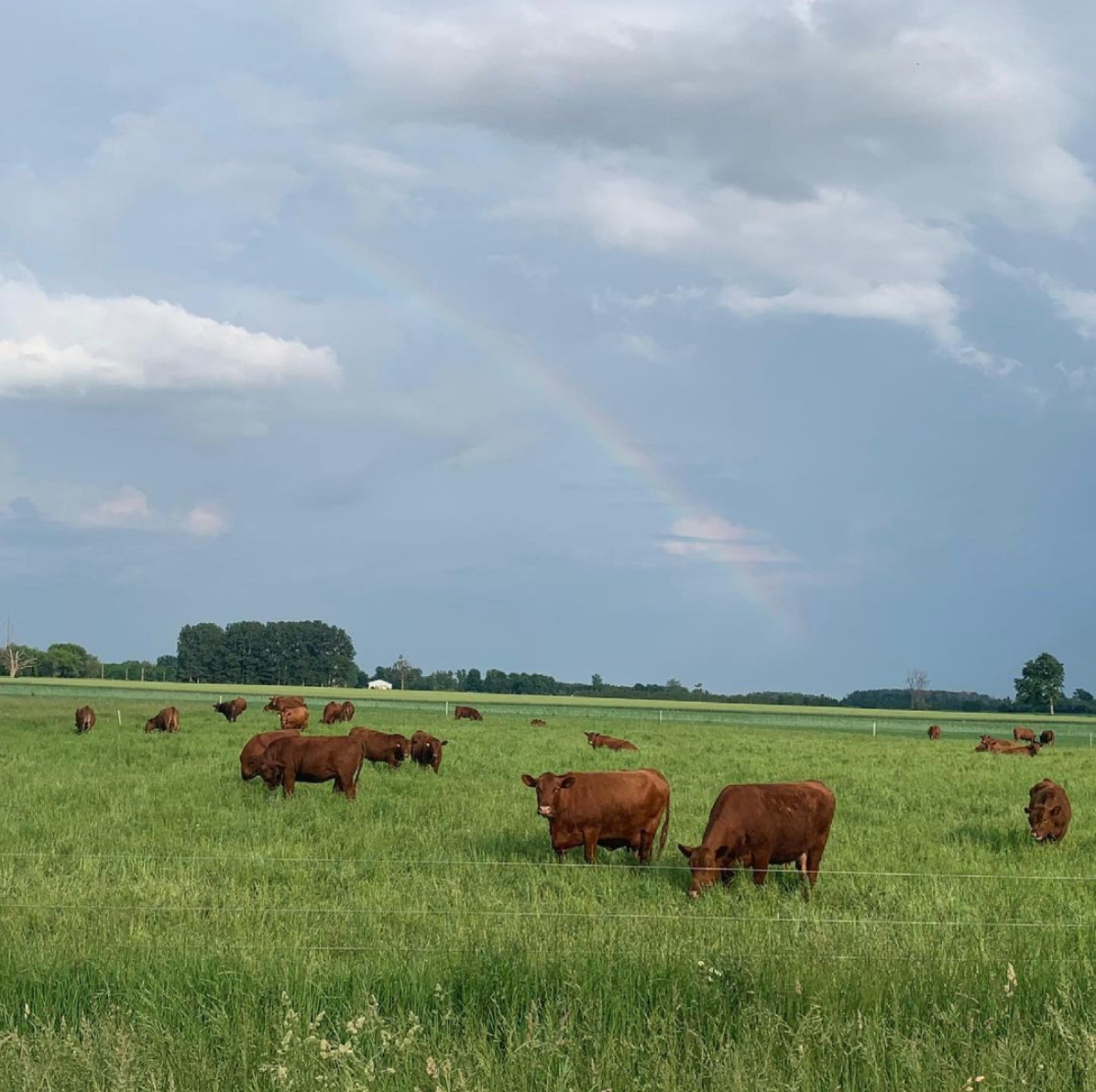 Cows grazing on pasture. A rainbow can be seen in the sky.