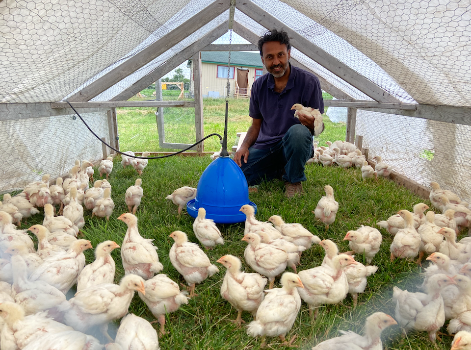Chicken Thika farmer in the chicken shelter, feeding his chickens.