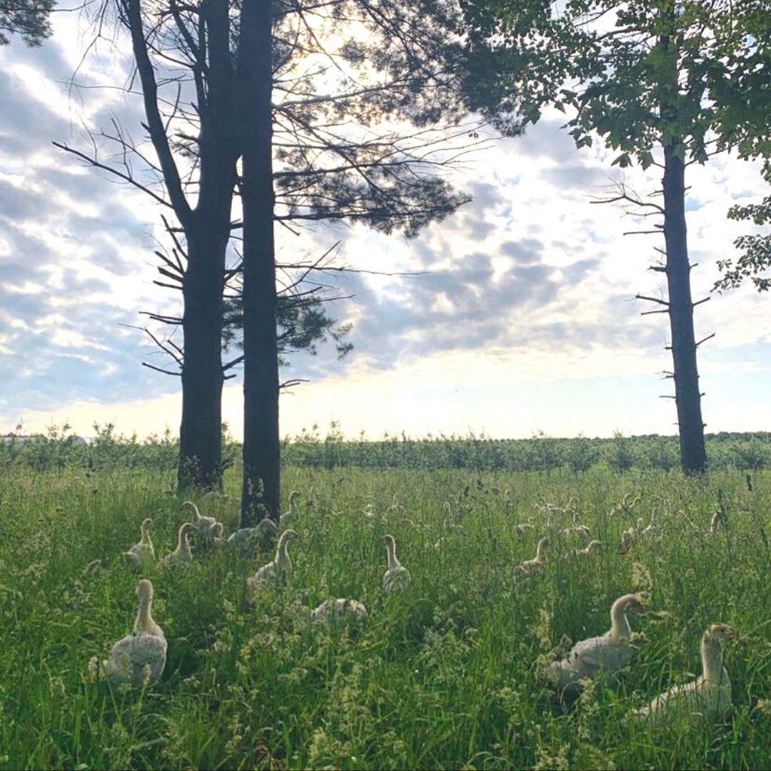 Birds on pasture, with various trees and plants.