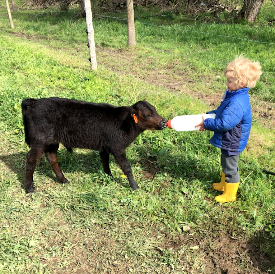 A young child feeding a pasture raised calf milk from a bottle.