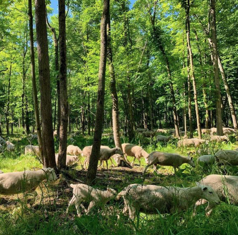 Grass fed lambs grazing in the pasture.