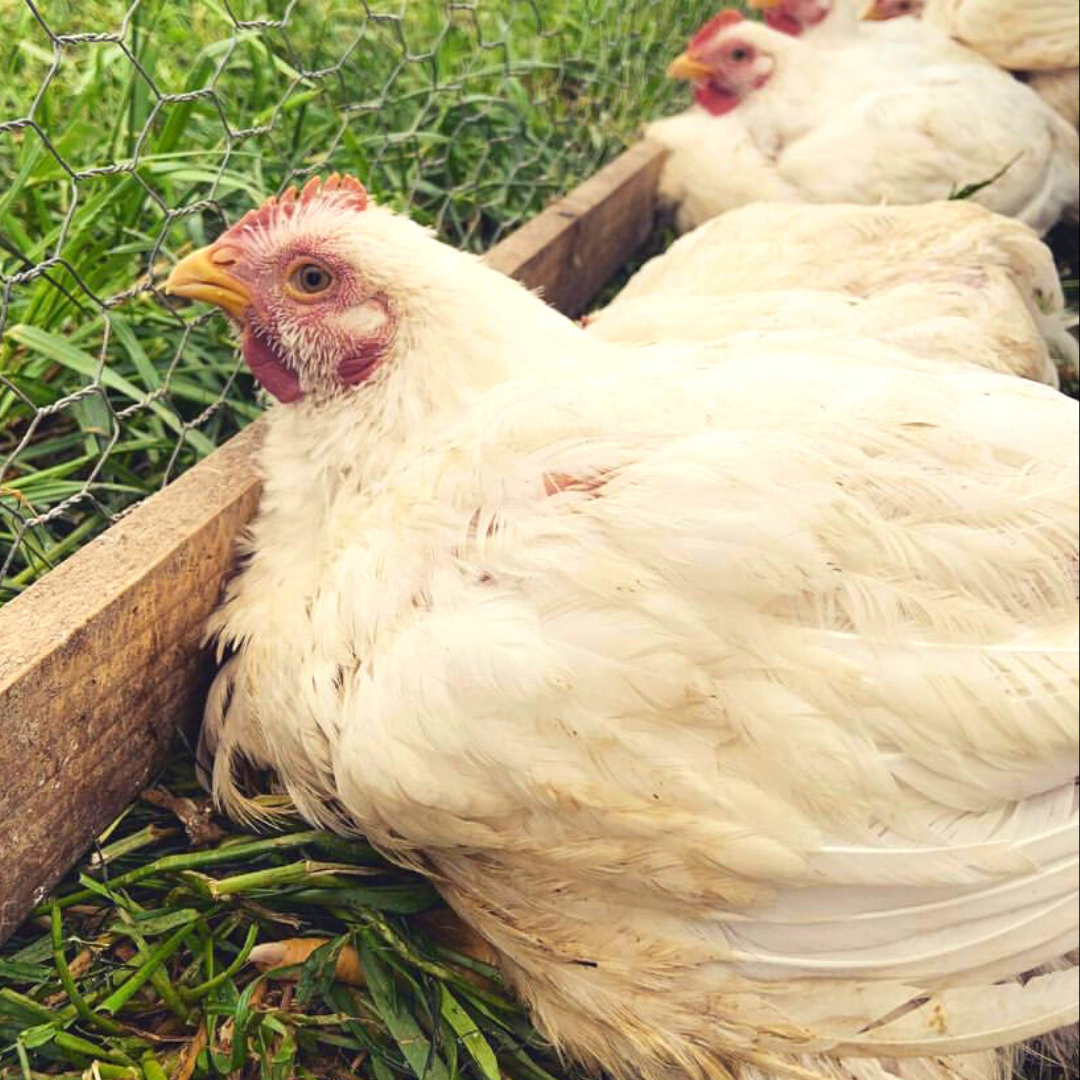 Pasture raised chicken in a chicken shelter on the field.