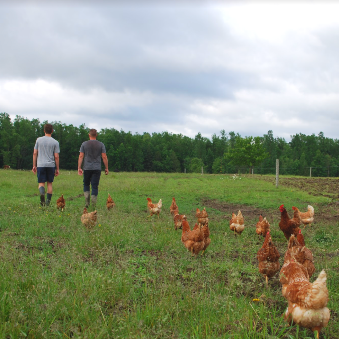 Two farmers on pasture with pasture raised chickens.