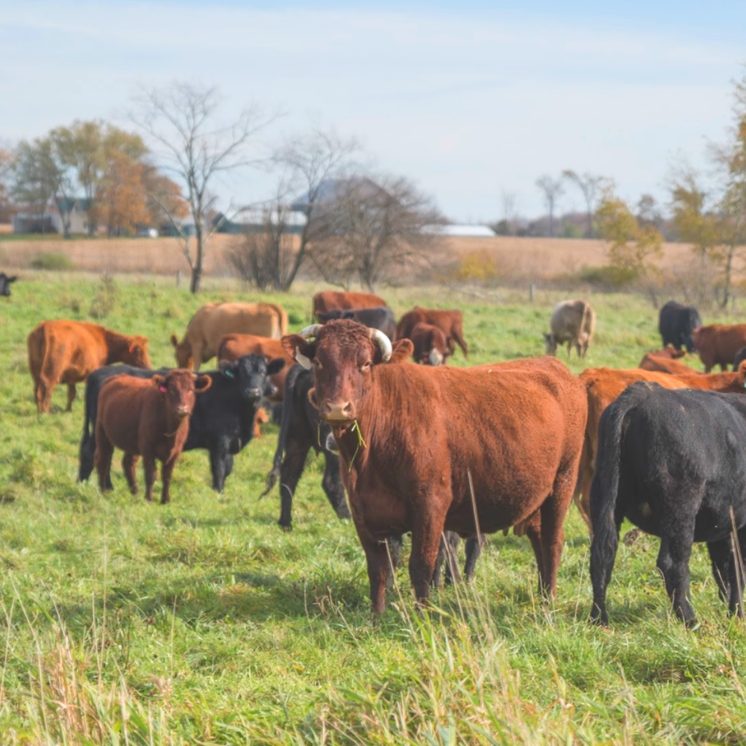 A variety of grass fed cows on pasture, enjoying a bite to eat.