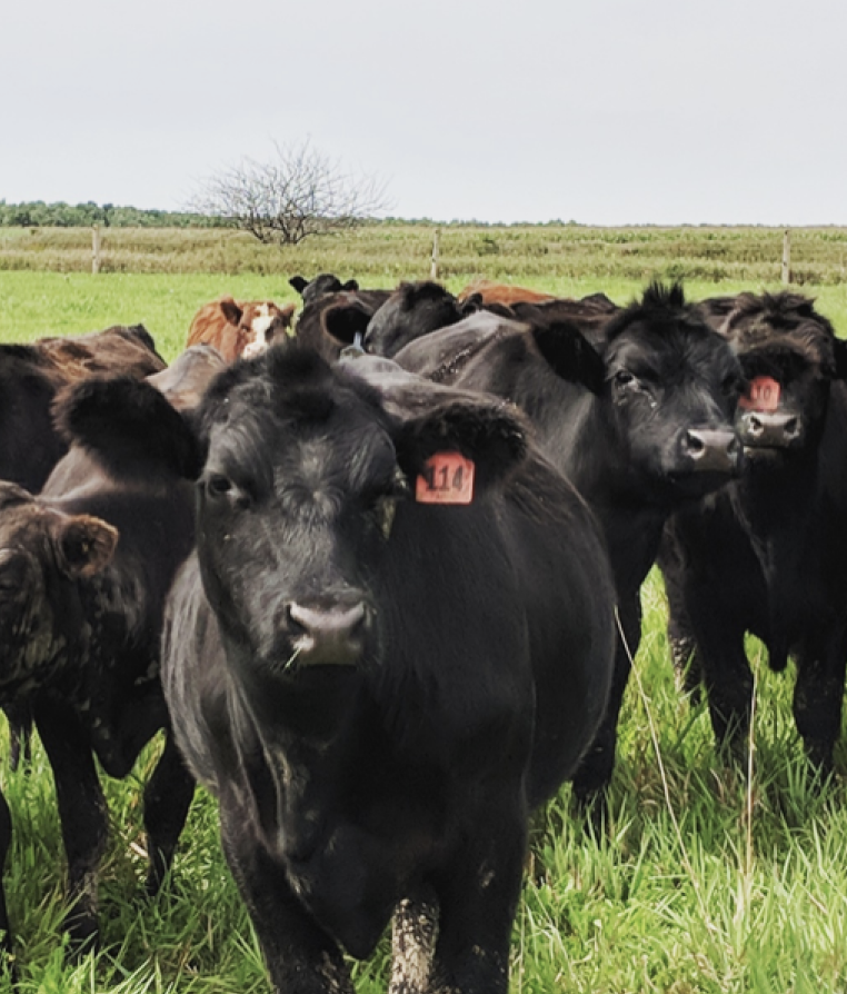 A herd of black cows on pasture.
