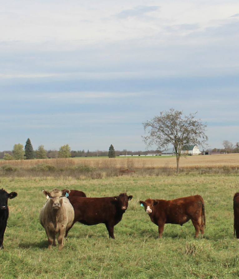 Various grass fed cows on pasture.