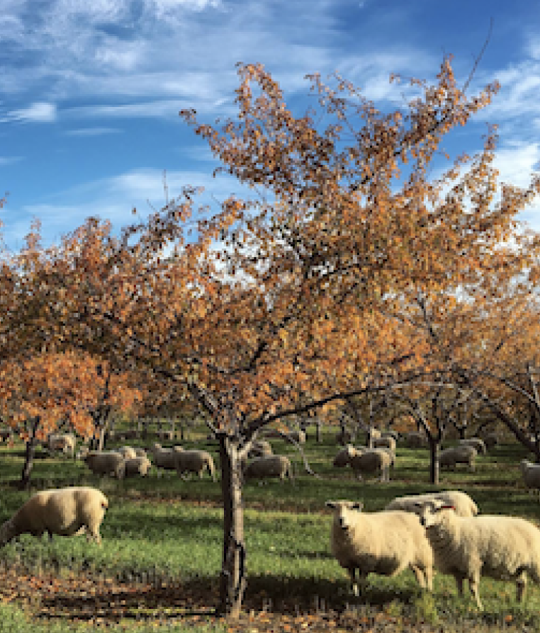 Grass fed lambs on pasture.