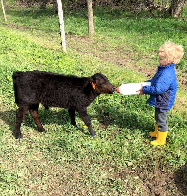A small child feeding a calf from a bottle.