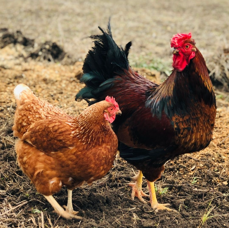 Two pasture raised chickens grazing the field.