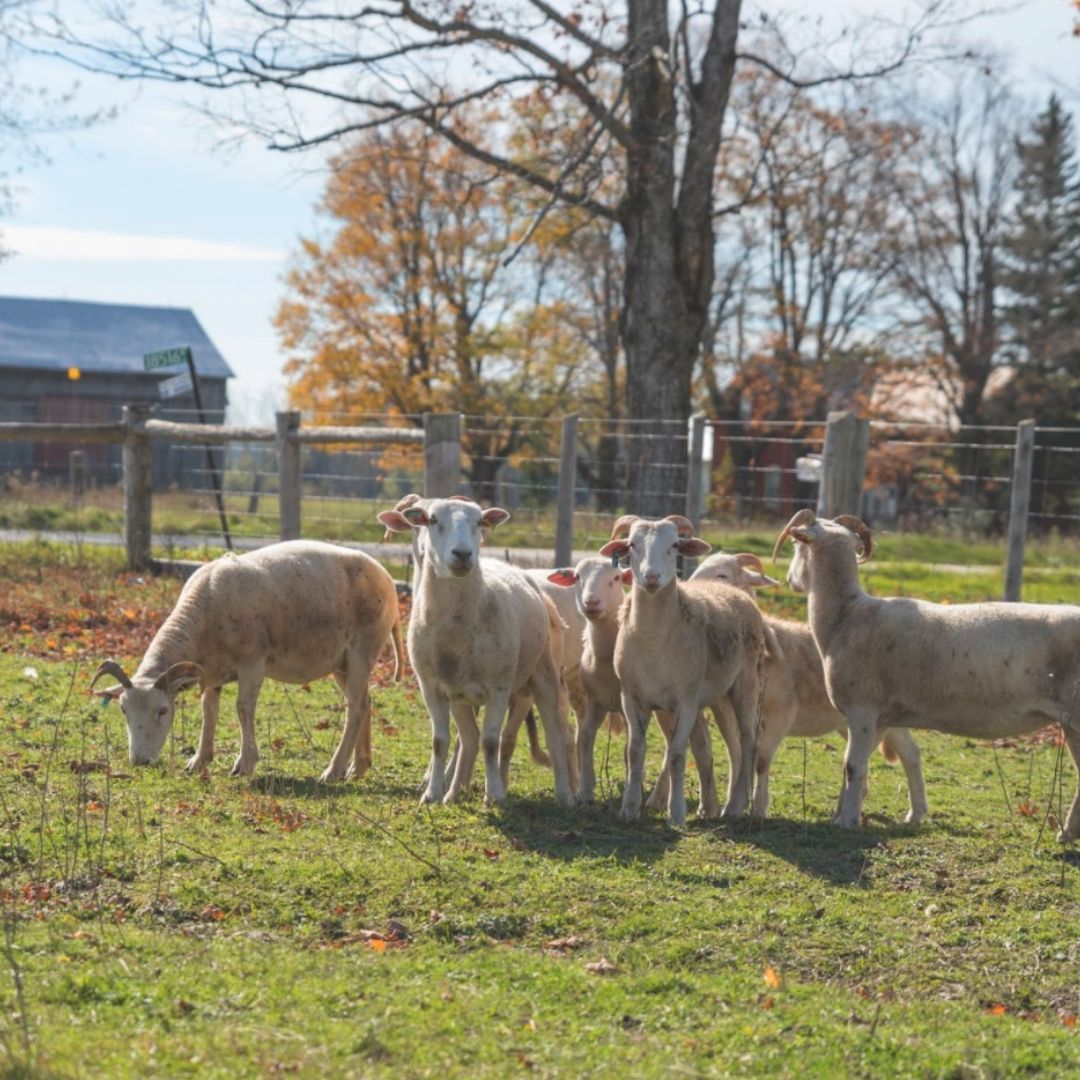 Pasture raised lamb grazing in the field.