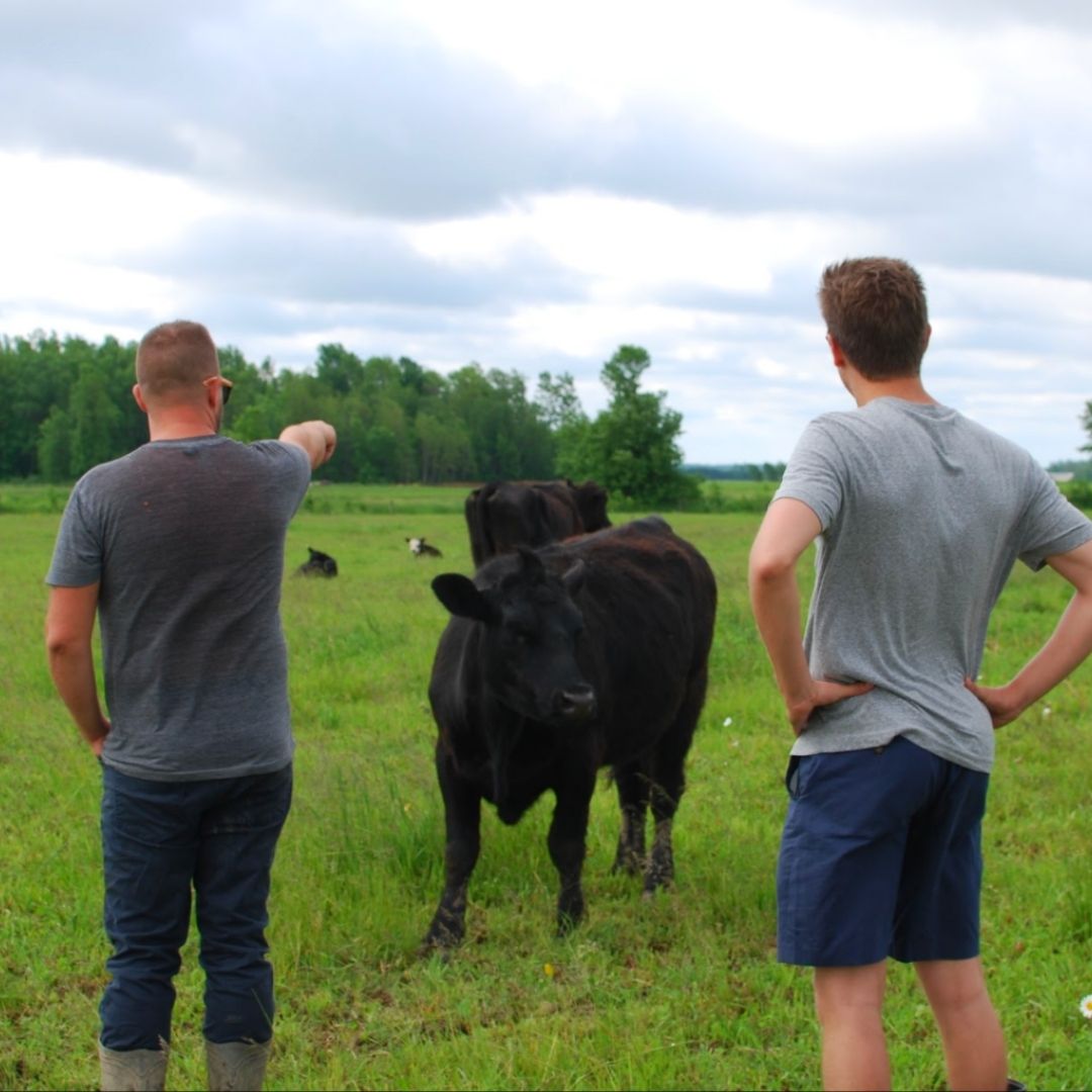 Two farmers in the pasture with their cattle. One farmer is pointing into the pasture.