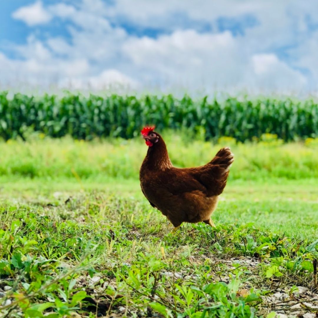 A brown chicken in a bright green field with corn stalks in the distance.