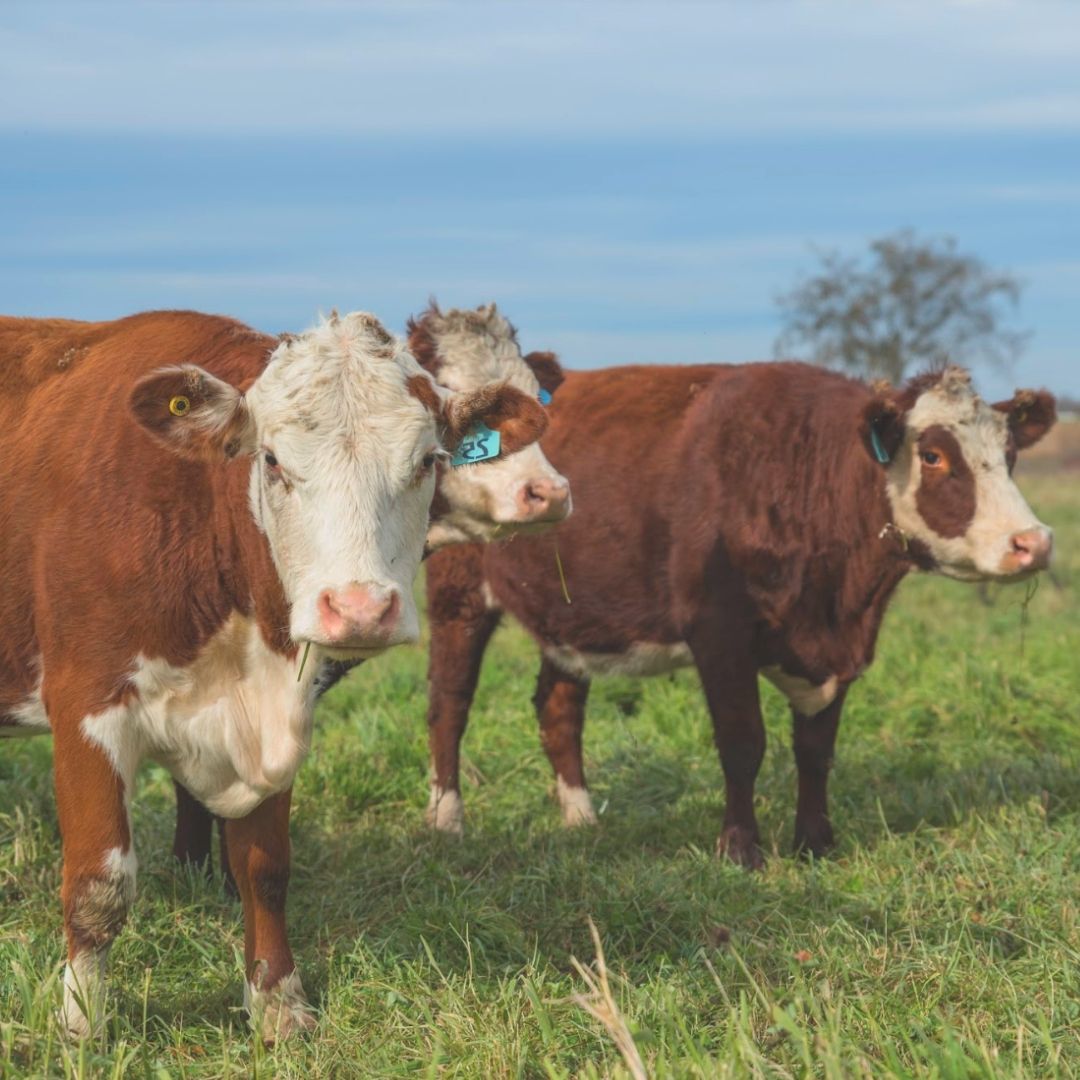 Three brown and white cows grazing in the pasture.