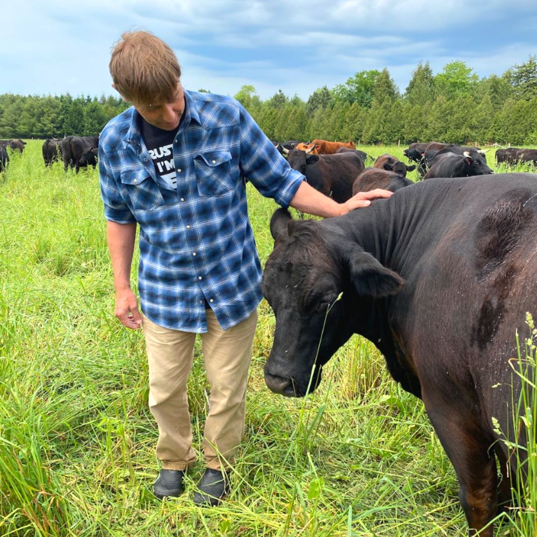 Farmer Tom Trick petting one of his cows on pasture.