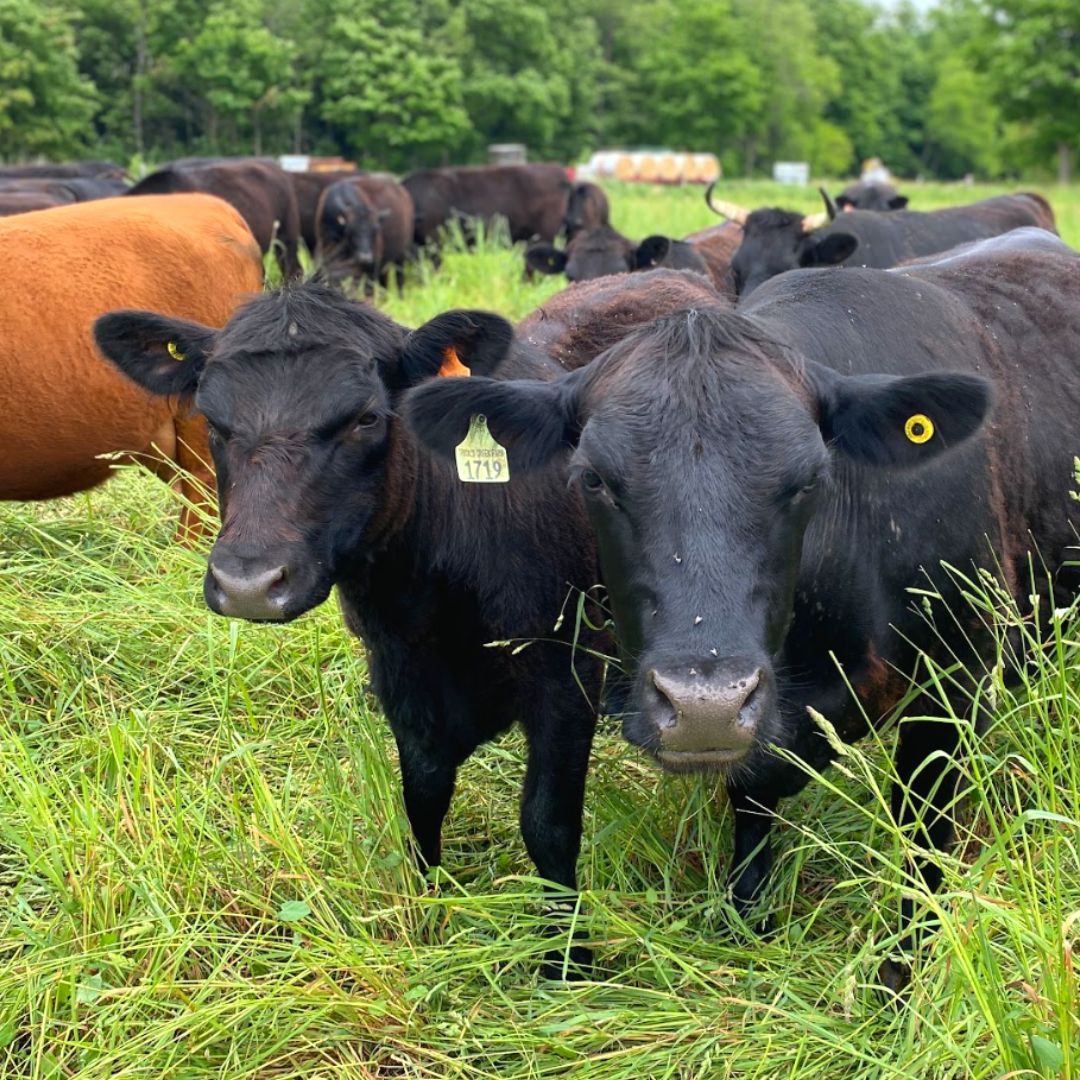 Two black cows on pasture surrounded by many other cattle in the background.